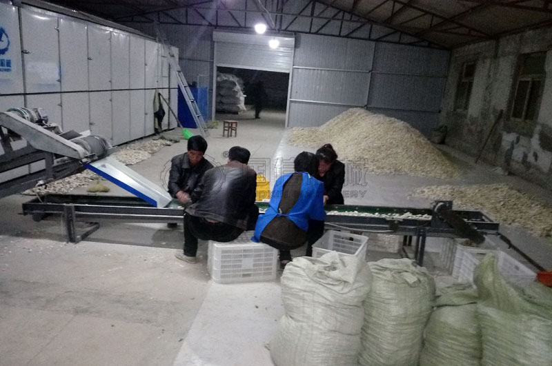 河北安国烘干山药片现场图片